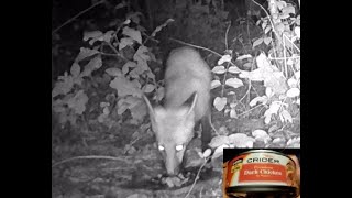 Fox eating Dollar Tree canned chicken