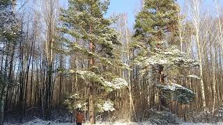 Красота зимнего леса. Деревня около Гомеля.