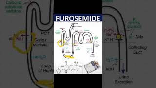 Furosemide (Pharmacological Effects)