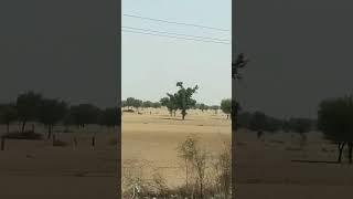 Dharti dhora ri # Rajasthan # view # thar# dhora # viralshort #shortfeed#short