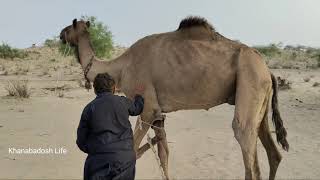 CAMEL SOUND || CAMEL FARM || CAMEL MILK || CAMEL LOVE