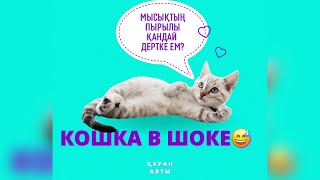 Кошка в шоке😅/мысықтар/мысықтың пырылы дертке ем➡️Описаниеден оқи аласыз