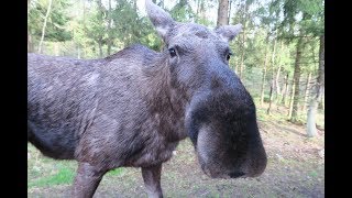 Парк-сафари с лосями и бизонами в Швеции/Smalandet Markaryds Algsafari (Markaryd, Sweden)