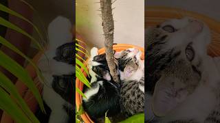 Us #cat #kitty #kitten #catlover #funnykittens #crazykitty #shortsvideo