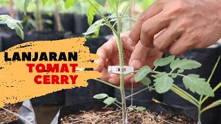 Memasang Lanjaran Tomat Cerry - Berkebun Eps. 08