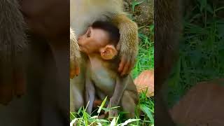 cute Baby #monkey #shorts