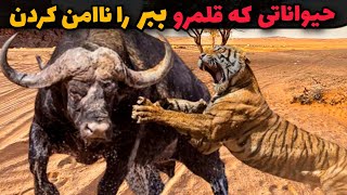 تصرف قلمرو پادشاهی ببر توسط شکارگران بزرگ جنگل😱