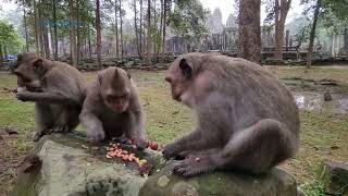 Adorable Jinx monkeys enjoy food👍💓..