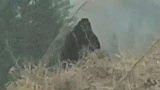 The best Bigfoot photos that exist - Part 2 BIGFOOT SASQUATCH YETI