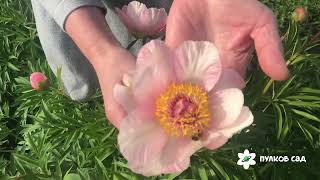 Nosegay peony. Ноузгэй пион. Пулков сад