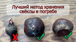 Лучший метод хранения свёклы в погребе(подробная инструкция)