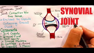 Synovial Joint