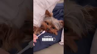 Yorkie reiniciando ❤️  #yorkie #yorkshireterrier #shortvideo #video #videos #amigos #dogs #perros