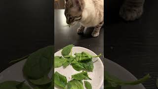 have you ever seen a cat eat spinach? #healthy