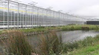 Grow: The Netherlands, Westland area, glass greenhouses