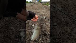 Mancing Kakap Putih Di Tambak #shorts #mancing_kakap_putih