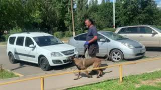 Социализация в городе. Бельгийская овчарка малинуа ТРЕФ