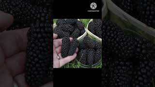 black berry @ short @ mithi cooking channel!