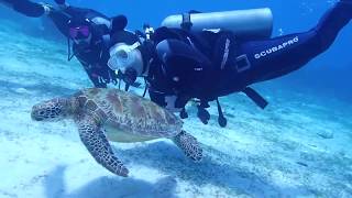 보홀 발리카삭 다이빙 bohol balicasag diving  #발리카삭 #보홀 #보홀다이빙