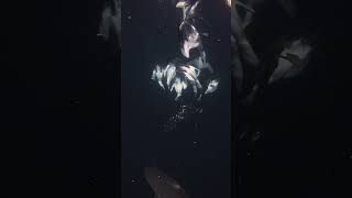 Birds chasing and eating sardines underwater #sardinerun #birdlovers #sharks #southafrica #ocean