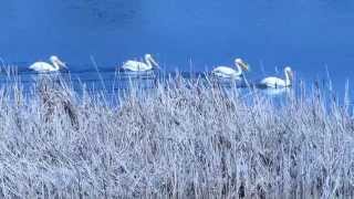 Now we have four pelicans