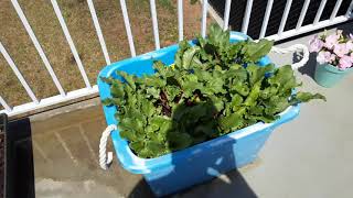 growing beets in a toy box.