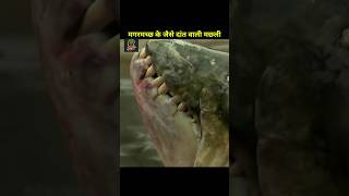 मगरमच्छ के जैसे दांत वाली मछली #shortvideo #short #viral