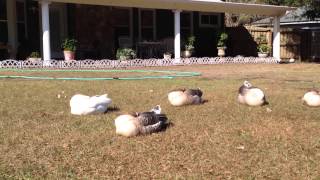 Sleepy Backyard Geese.