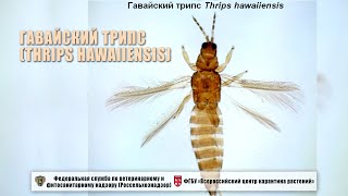 Гавайский трипс (Thrips hawaiiensis)