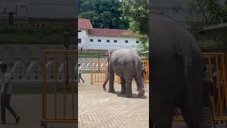 Elephant#youtubeshorts#elephant#elephantvideo#elephat