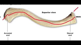 clavicle anatomy