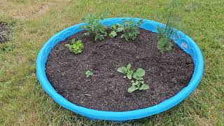 Garden / Pool tour.  I have blooms on my tomato  plant.  I am so excited.