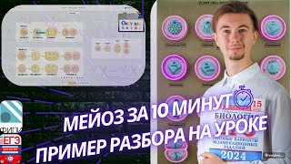 Мейоз за 10 минут разбор. Деление клетки. ЕГЭ Биология