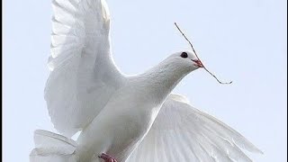 Marvin Leonard Noelke Dove Release in Washington MO St Louis Doves