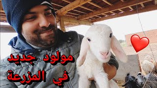 New Baby sheep on the farm/مولود 14جديد 😍😍 #الحلقة