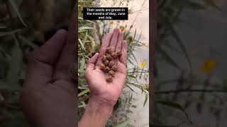 🪔Diya Baati Plant #plants #flowers #grow #trending #youtube