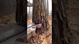 Sharp Tree Cutting Machine #shorts