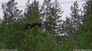 Osprey Live Sodankylä 2023