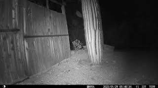 Bobcat with radio collar from January 2023