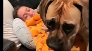 BIG Boerboel Molly Loves Playing with Her Little Sister