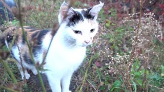 Calico cat is little shy