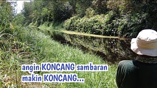 ANGIN KONCANG IKAN MAKIN KONCANG MENYAMBAR.. // CASTING GABUS