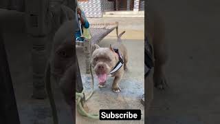 american bully 😡😤👊dog attitude #please support 💪 me guys#shirts#trending#viral#video#Blac Spirit 276