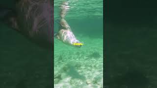 Earless Seals Actually Have Ears?! #viralvideo #shorts #trending #facts #animals #sea #sealife #cr7