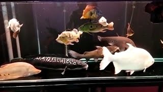 10 Jenis Ikan Predator di dalam Aquarium Mega Tank 2 Meter