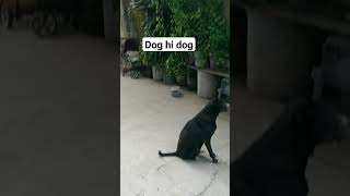 dog hi dog