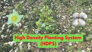 High Density Planting System in Cotton