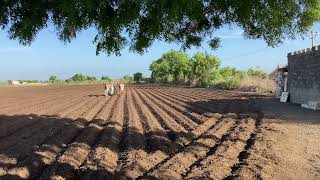 Preparing farm for Groundnut planting 2022 | #farming