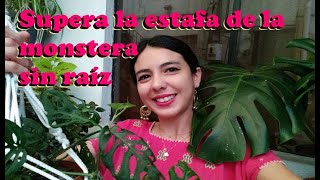 Recupera tu Monstera sin raíz| Cuidados y reproducción de "Costilla de Adán"| Planta de interior