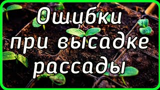 Важные ошибки при высадке рассады огурца!!!